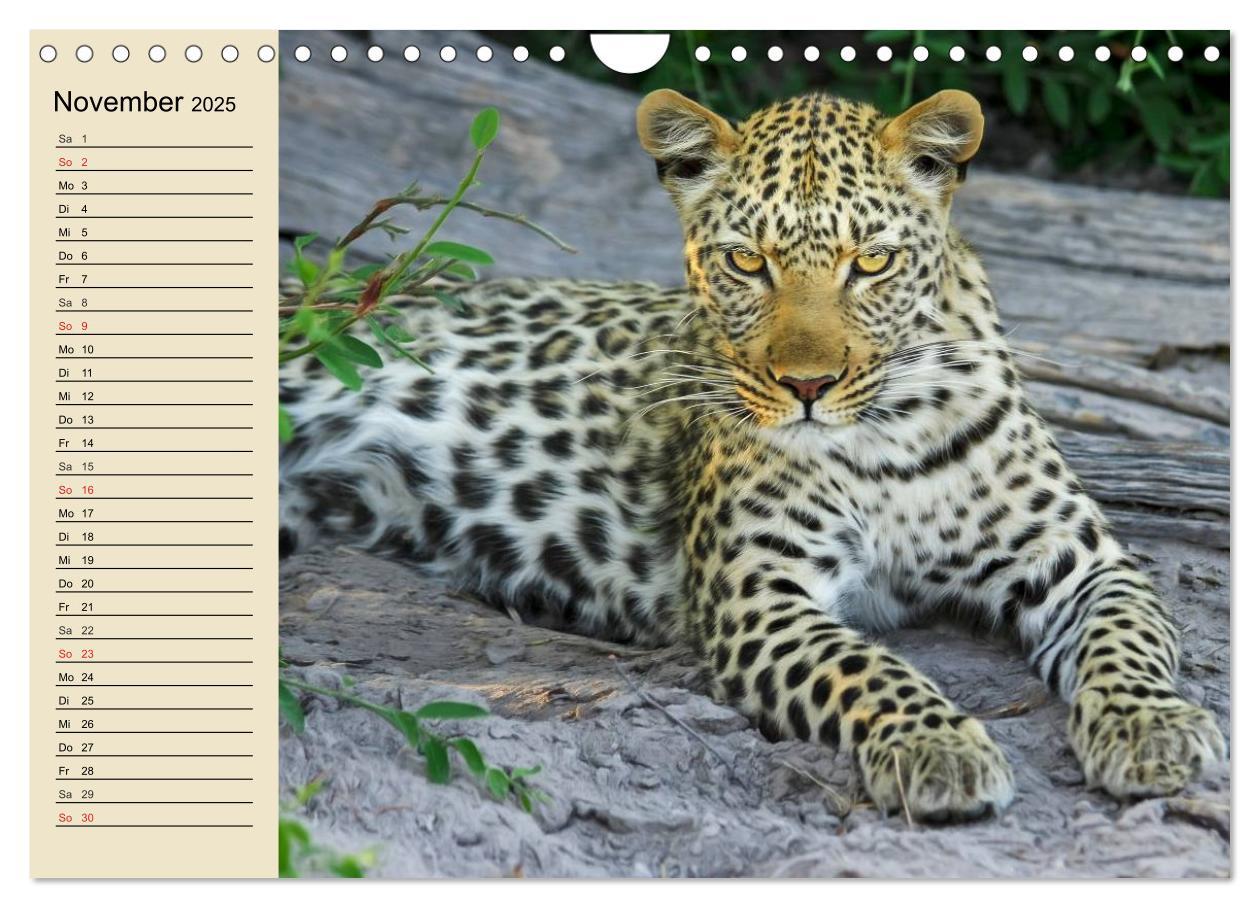 Bild: 9783435725328 | Die Lautlosen. Geparden und Leoparden (Wandkalender 2025 DIN A4...