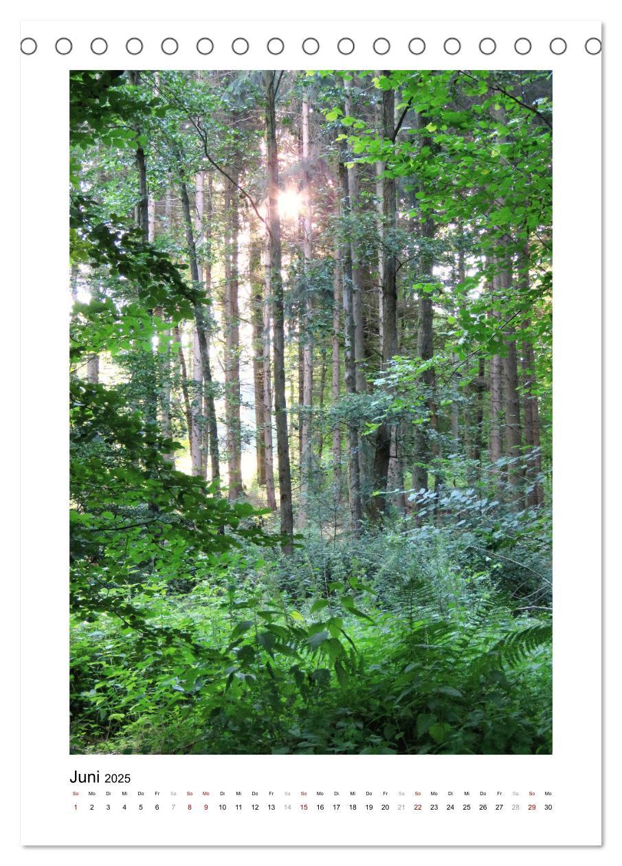 Bild: 9783435927029 | Mein Sehnsuchtsort, der Wald (Tischkalender 2025 DIN A5 hoch),...