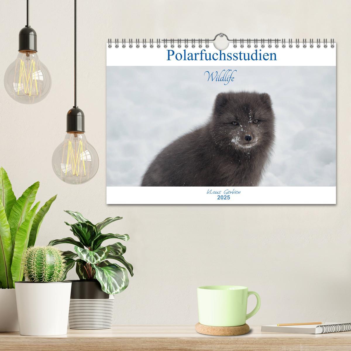 Bild: 9783435441167 | Polarfuchsstudien Wildlife (Wandkalender 2025 DIN A4 quer),...