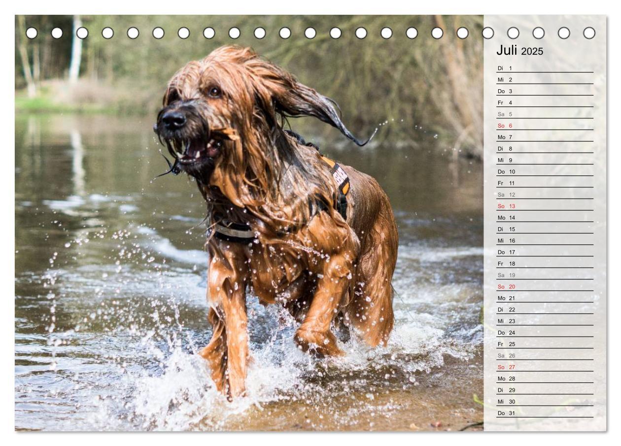 Bild: 9783435468775 | Der Briard 2025 - Ein echter Charmeur (Tischkalender 2025 DIN A5...