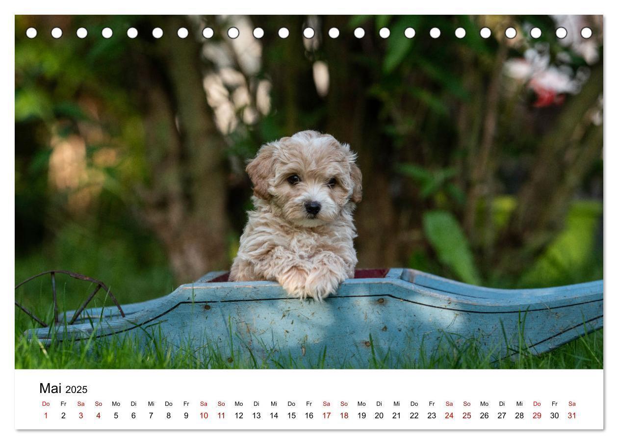 Bild: 9783435037353 | Maltipoo Welpen (Tischkalender 2025 DIN A5 quer), CALVENDO...