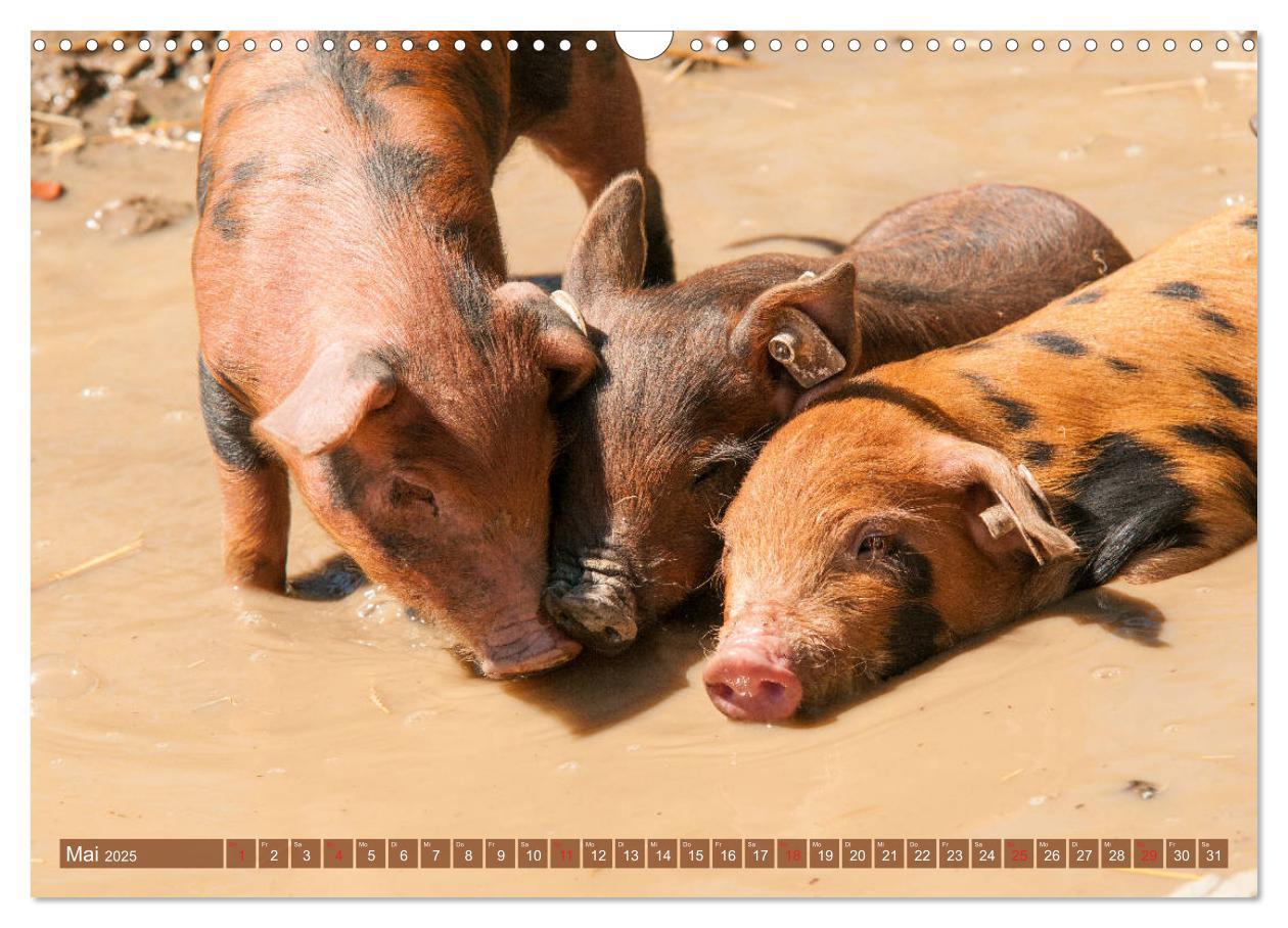 Bild: 9783435195817 | Glückliche Schweine Berkshire-Iberico Ferkel (Wandkalender 2025 DIN...