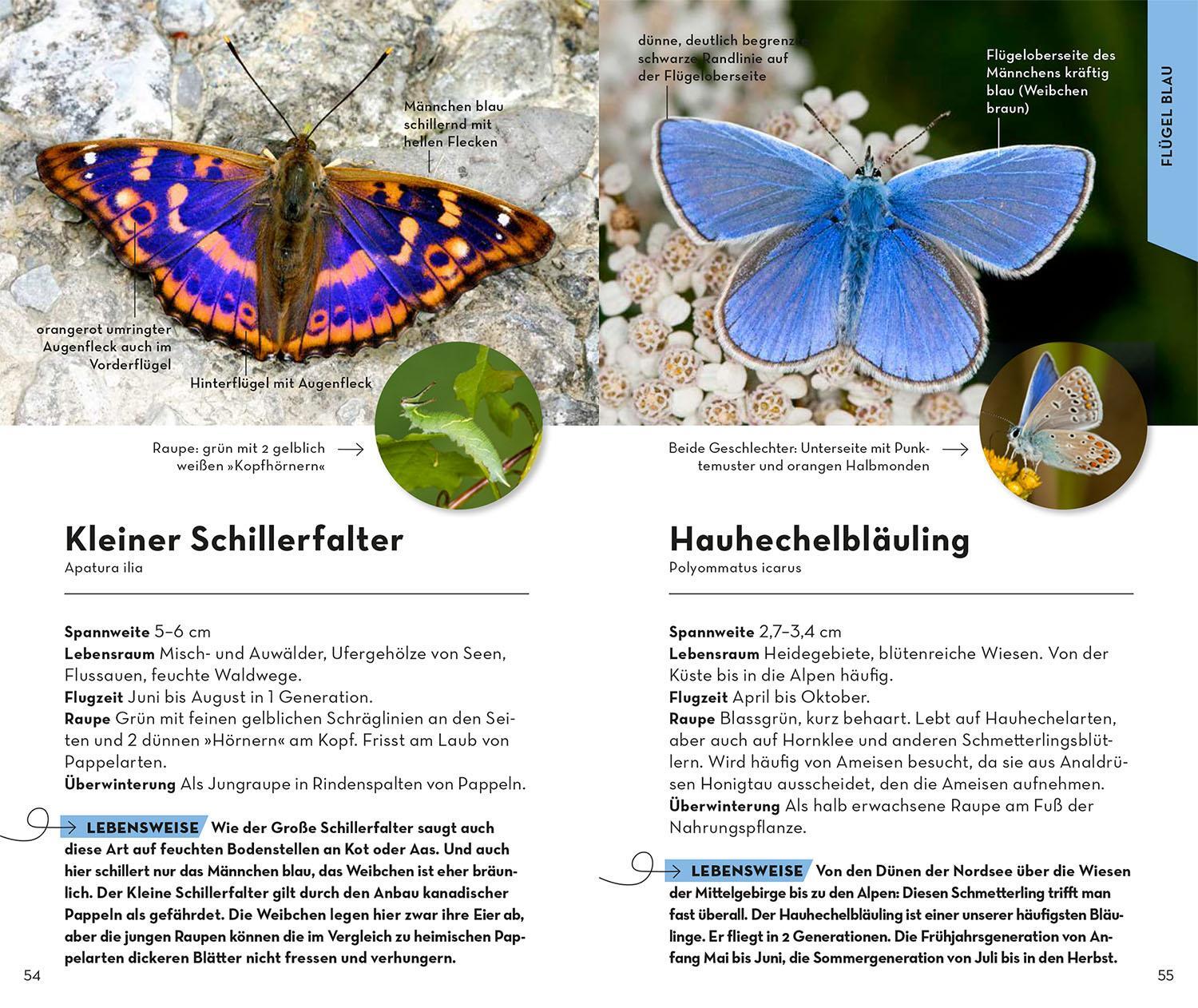 Bild: 9783440173985 | Basic Schmetterlinge | Eva-Maria Dreyer | Taschenbuch | 128 S. | 2023