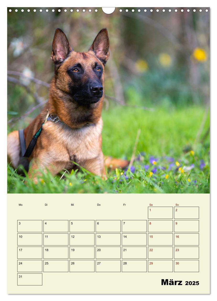 Bild: 9783435947065 | Malinois verlässliche Begleiter (Wandkalender 2025 DIN A3 hoch),...