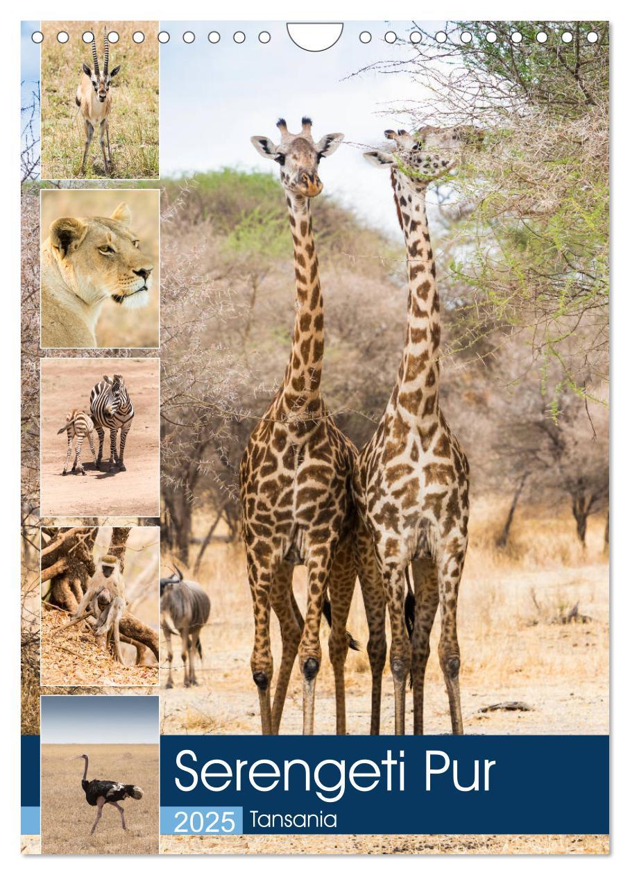 Cover: 9783435954438 | Serengeti Pur - Tansania (Wandkalender 2025 DIN A4 hoch), CALVENDO...