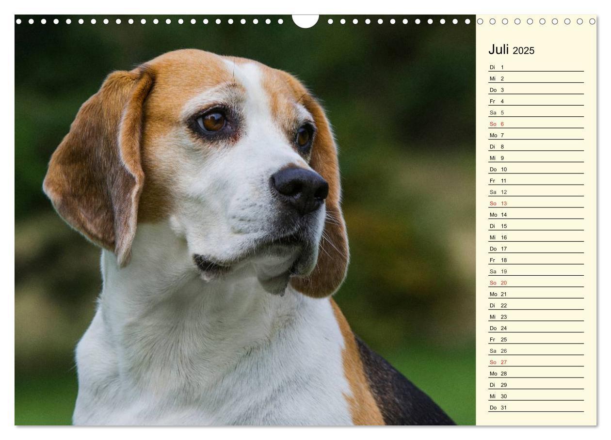 Bild: 9783435541287 | Beagle - Herz auf 4 Pfoten (Wandkalender 2025 DIN A3 quer),...