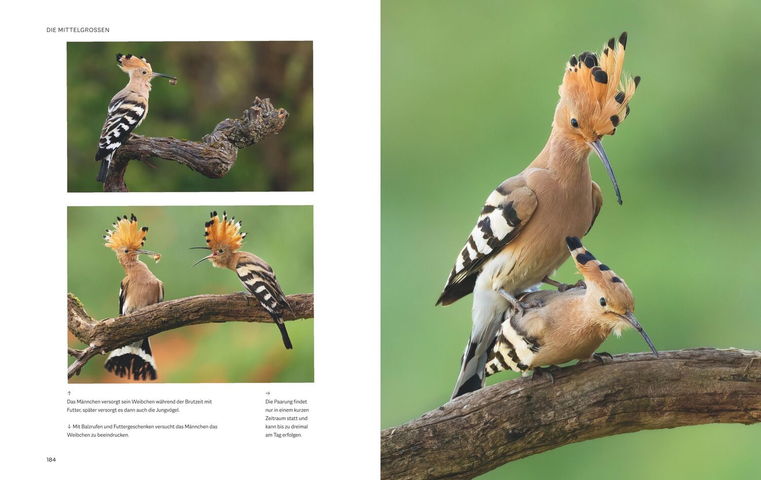 Bild: 9783967470796 | Die magische Welt unserer Vögel | Hannes Bonzheim (u. a.) | Buch | BLV