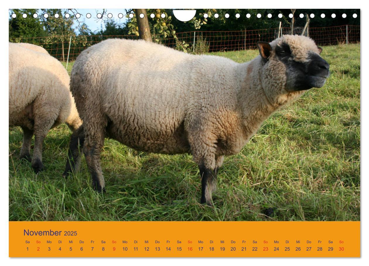 Bild: 9783435249985 | Shropshire Schafe (Wandkalender 2025 DIN A4 quer), CALVENDO...