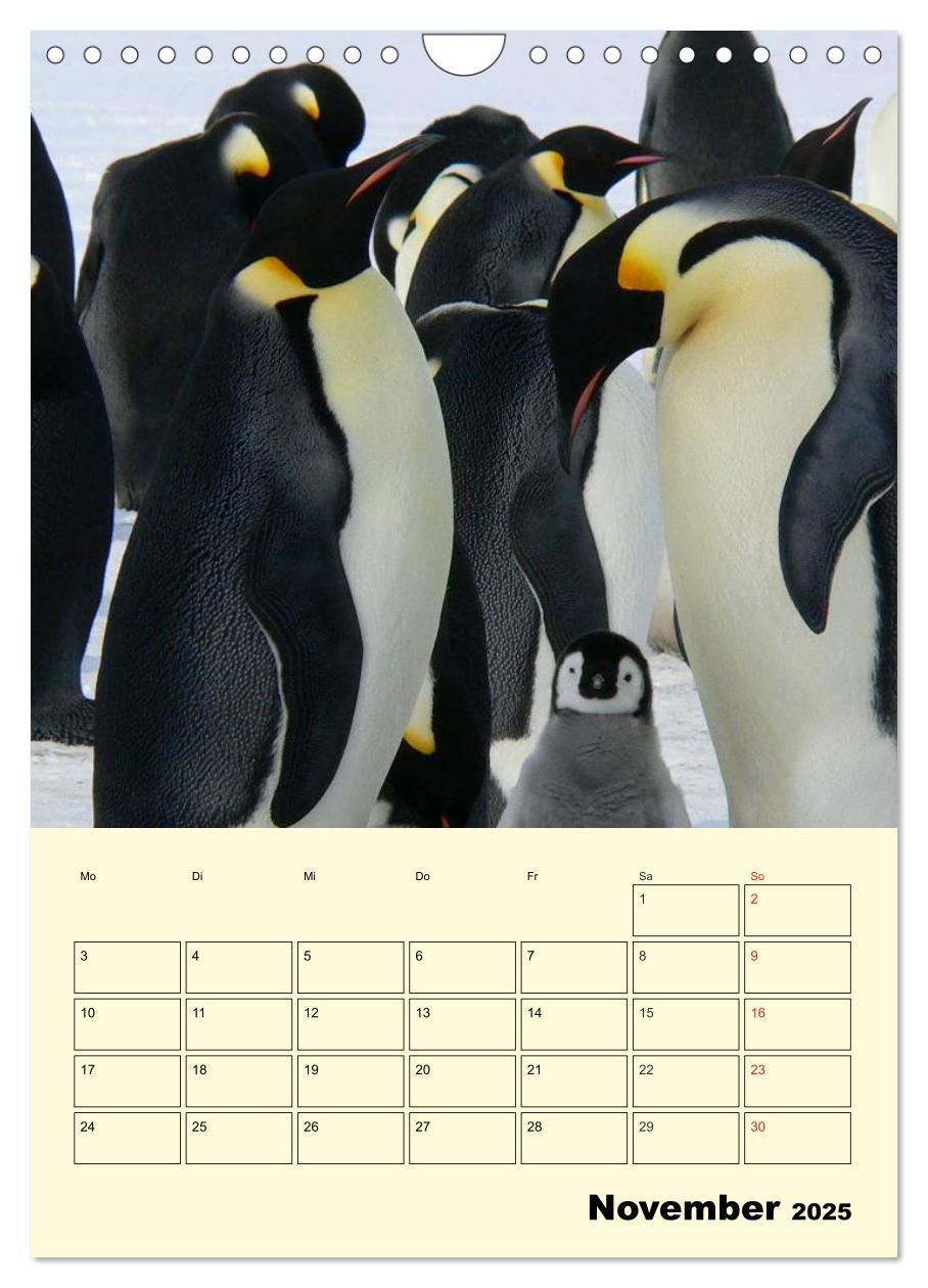 Bild: 9783457018637 | Pinguine. Wackeln im Thermo-Frack (Wandkalender 2025 DIN A4 hoch),...