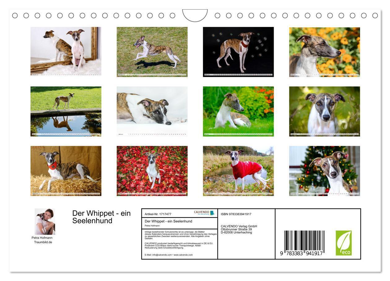 Bild: 9783383941917 | Der Whippet - ein Seelenhund (Wandkalender 2025 DIN A4 quer),...