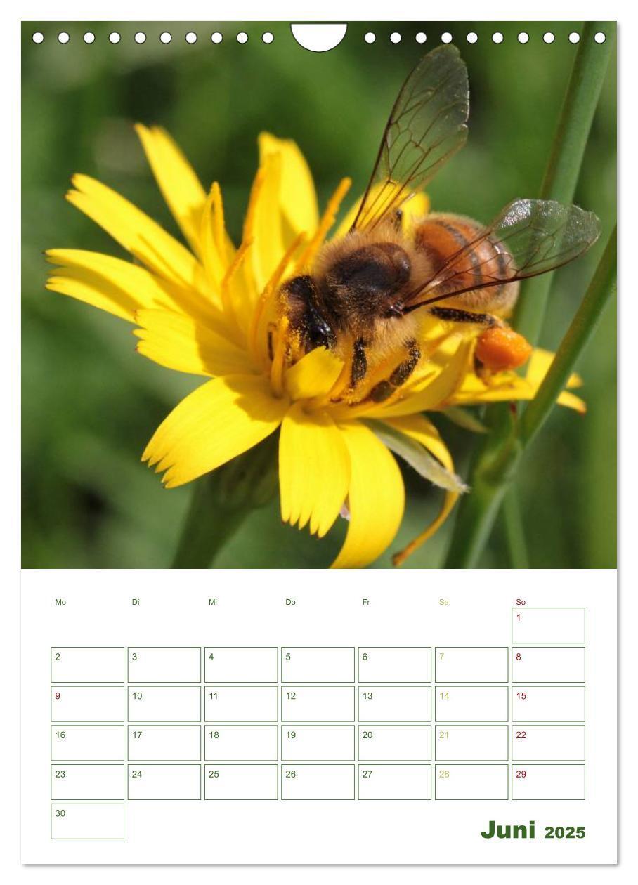 Bild: 9783457030813 | Bienen-Terminplaner 2025 (Wandkalender 2025 DIN A4 hoch), CALVENDO...