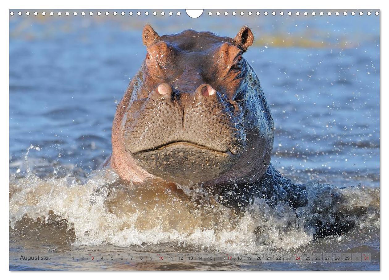 Bild: 9783435760855 | Flusspferde Magie des Augenblicks - Hippos in Afrika (Wandkalender...