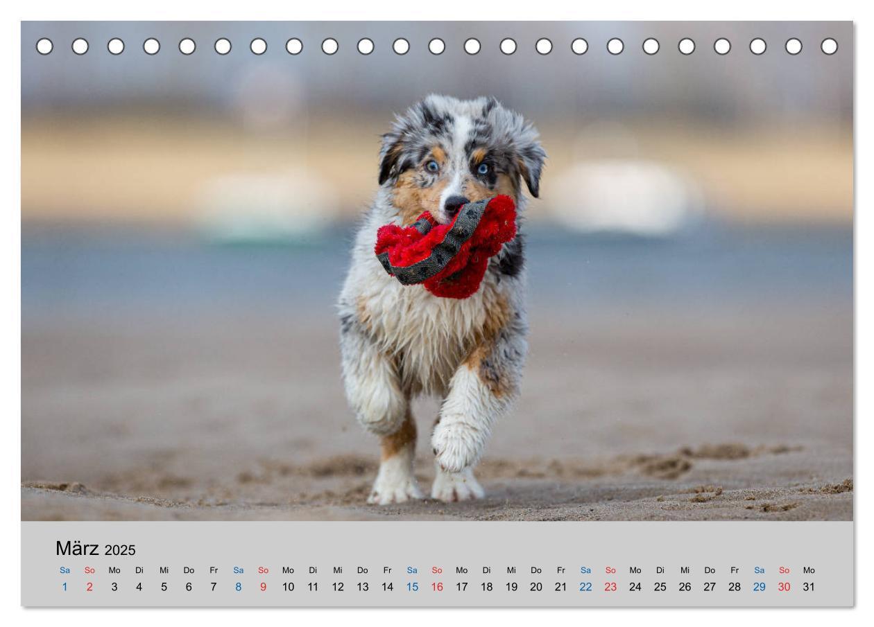 Bild: 9783435150335 | Australian Shepherd Welpen 2025 (Tischkalender 2025 DIN A5 quer),...