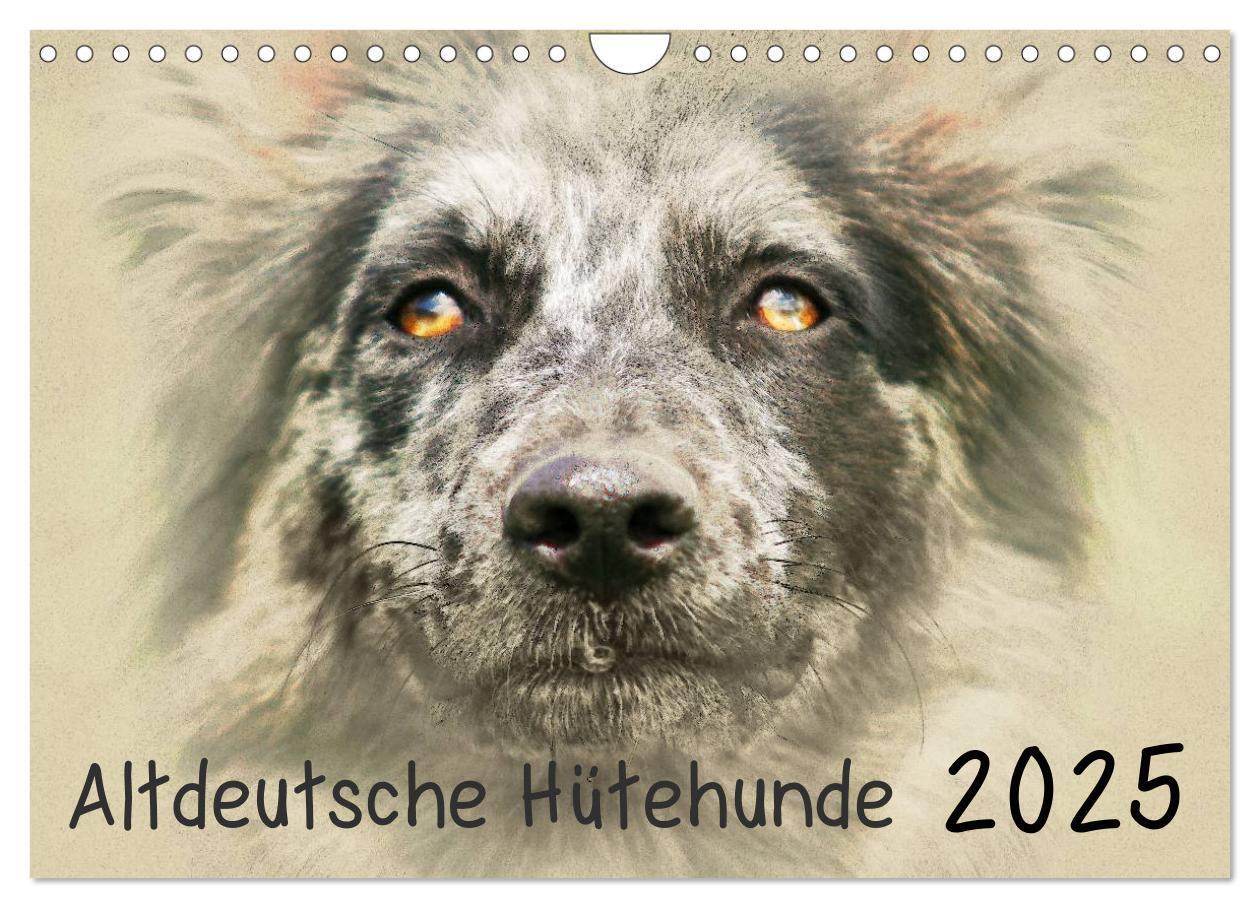 Cover: 9783435706655 | Altdeutsche Hütehunde 2025 (Wandkalender 2025 DIN A4 quer),...