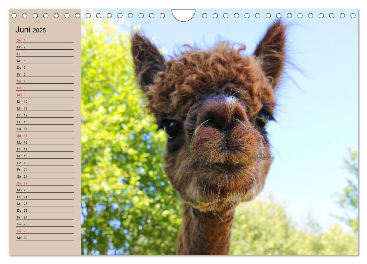 Bild: 9783435547036 | Alpakas und Lamas (Wandkalender 2025 DIN A4 quer), CALVENDO...