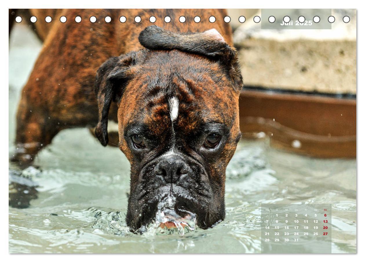 Bild: 9783435178575 | Einmal Boxer - immer Boxer (Tischkalender 2025 DIN A5 quer),...