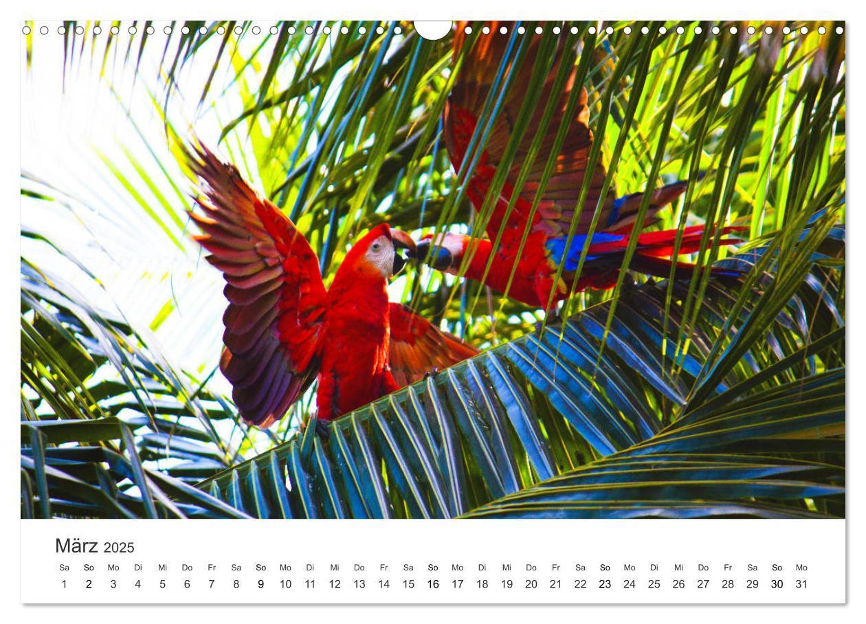 Bild: 9783435153534 | Costa Rica - exotische Tierwelt und unberührte Natur (Wandkalender...