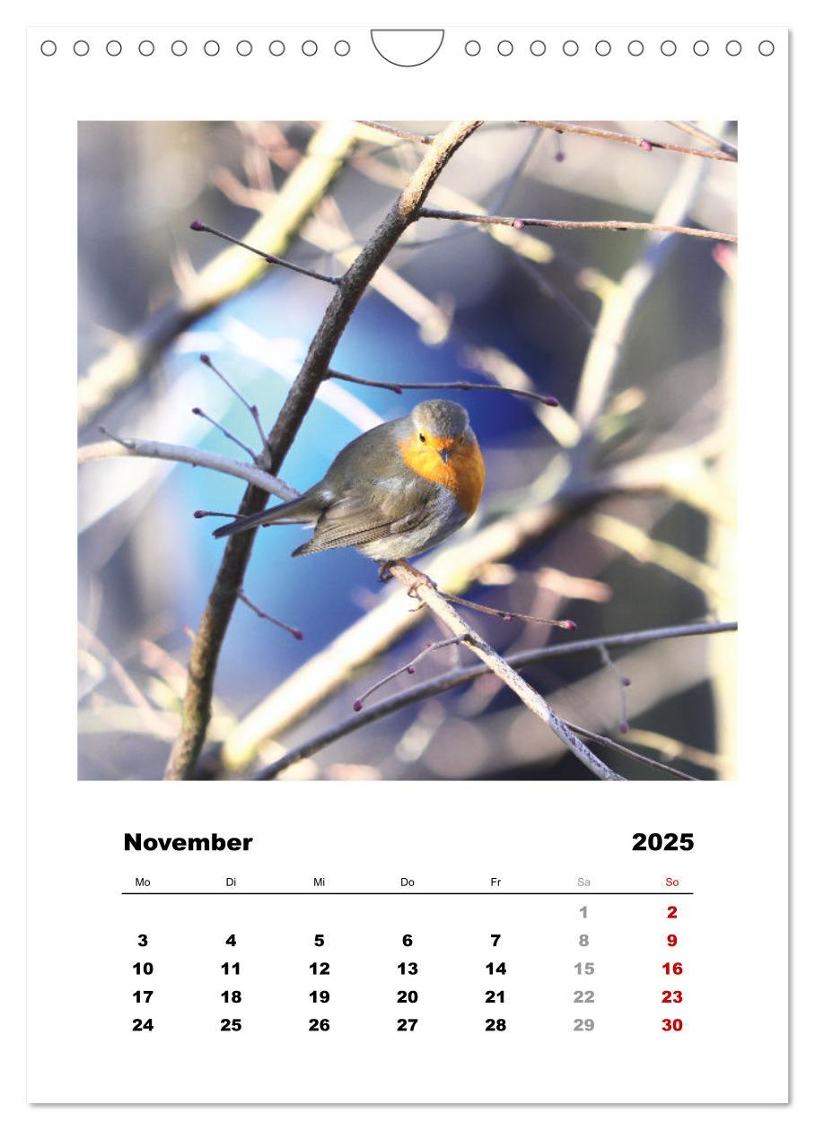 Bild: 9783435929955 | Rotkehlchen, süße kleine Knutschkugeln (Wandkalender 2025 DIN A4...