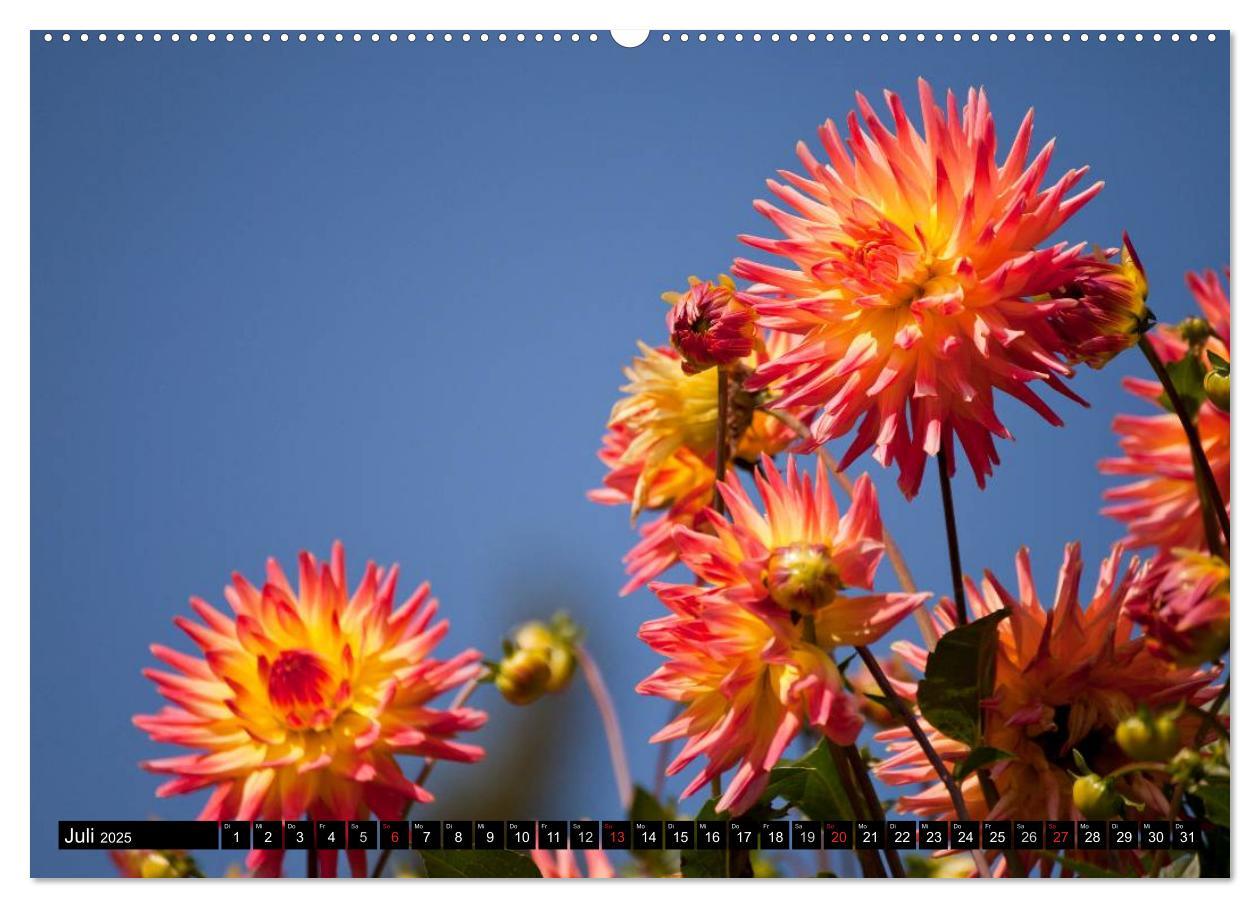 Bild: 9783435663316 | Dahlia - Dahlien (Wandkalender 2025 DIN A2 quer), CALVENDO...