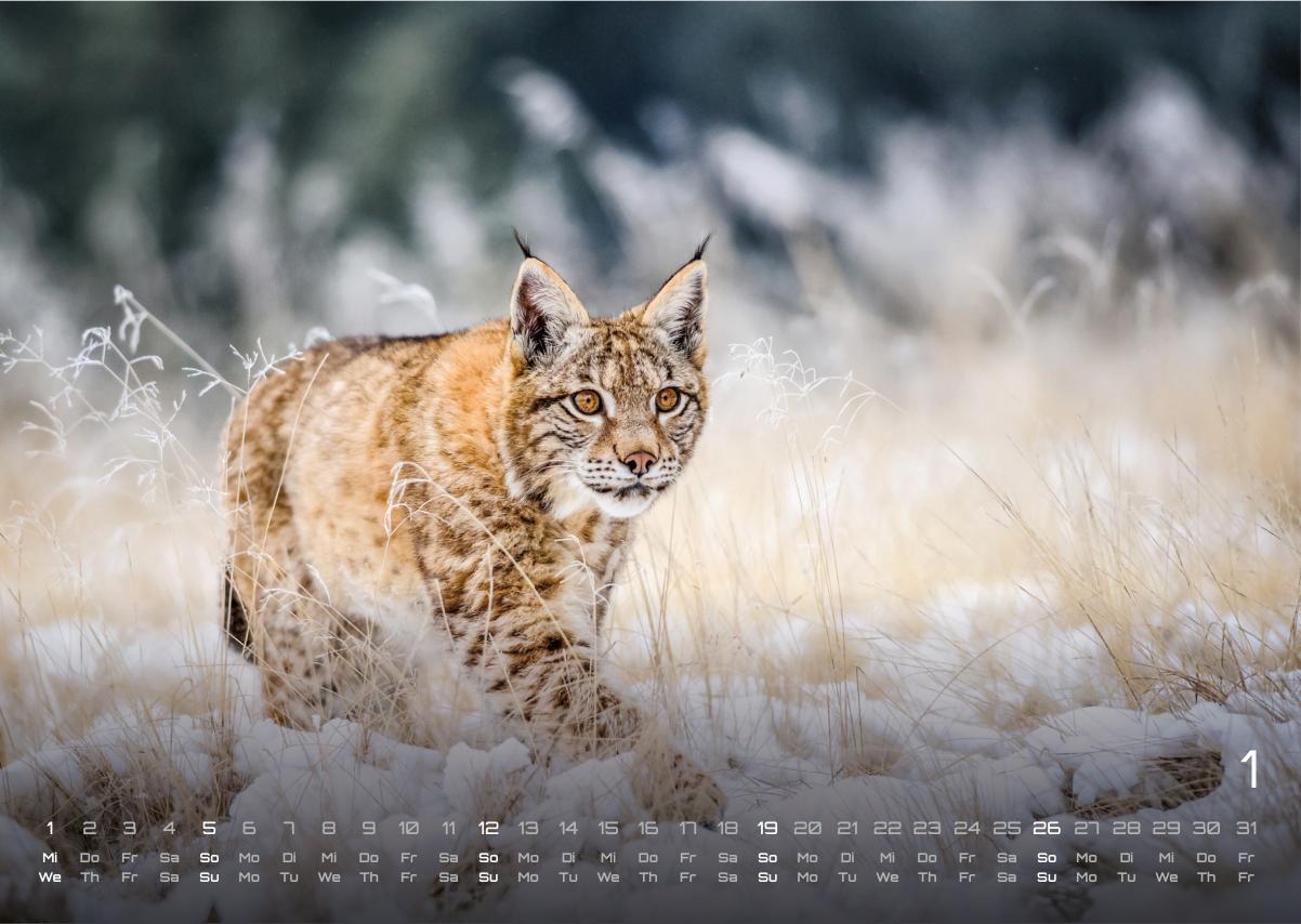 Bild: 9783986734442 | Waldtiere - Heimische Waldbewohner - Der Tierkalender - 2025 -...