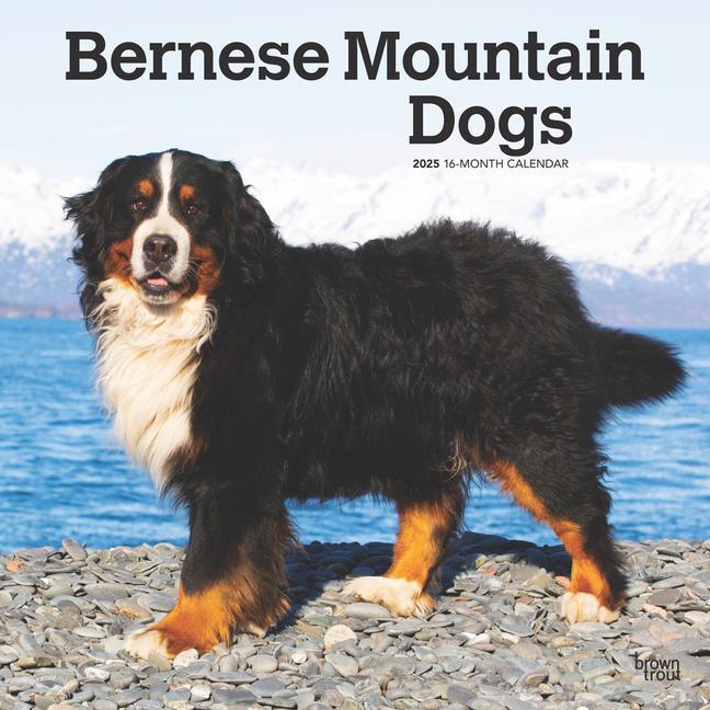 Cover: 9781975476625 | Bernese Mountain Dogs 2025 12 X 24 Inch Monthly Square Wall...