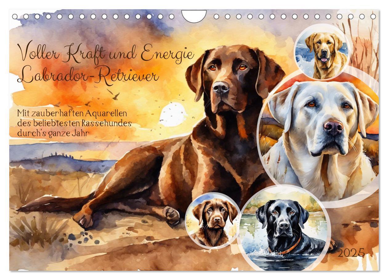 Cover: 9783383822575 | Voller Kraft und Energie - Labrador-Retriever (Wandkalender 2025...