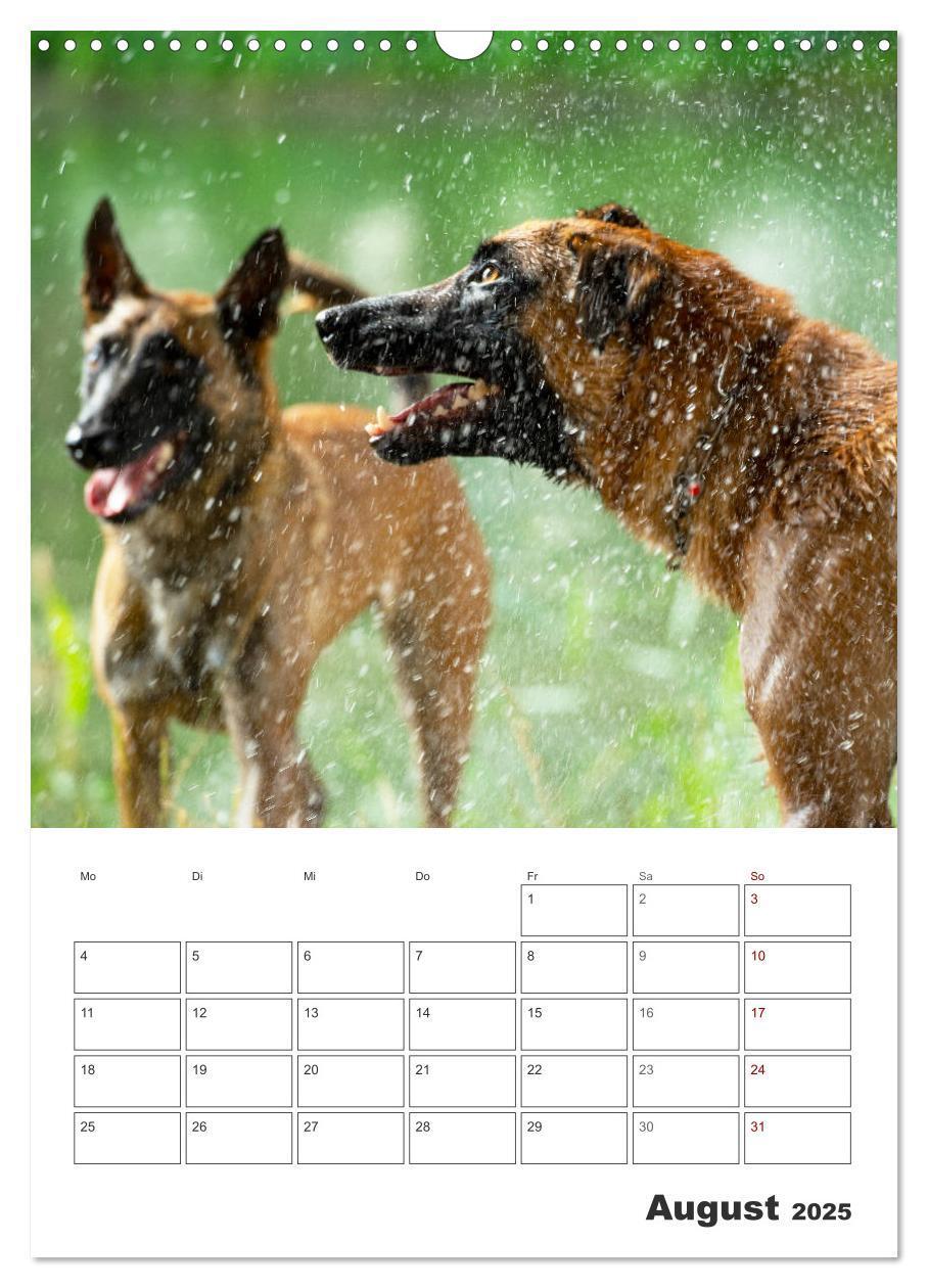 Bild: 9783435947850 | Malinois Power auf vier Pfoten (Wandkalender 2025 DIN A3 hoch),...