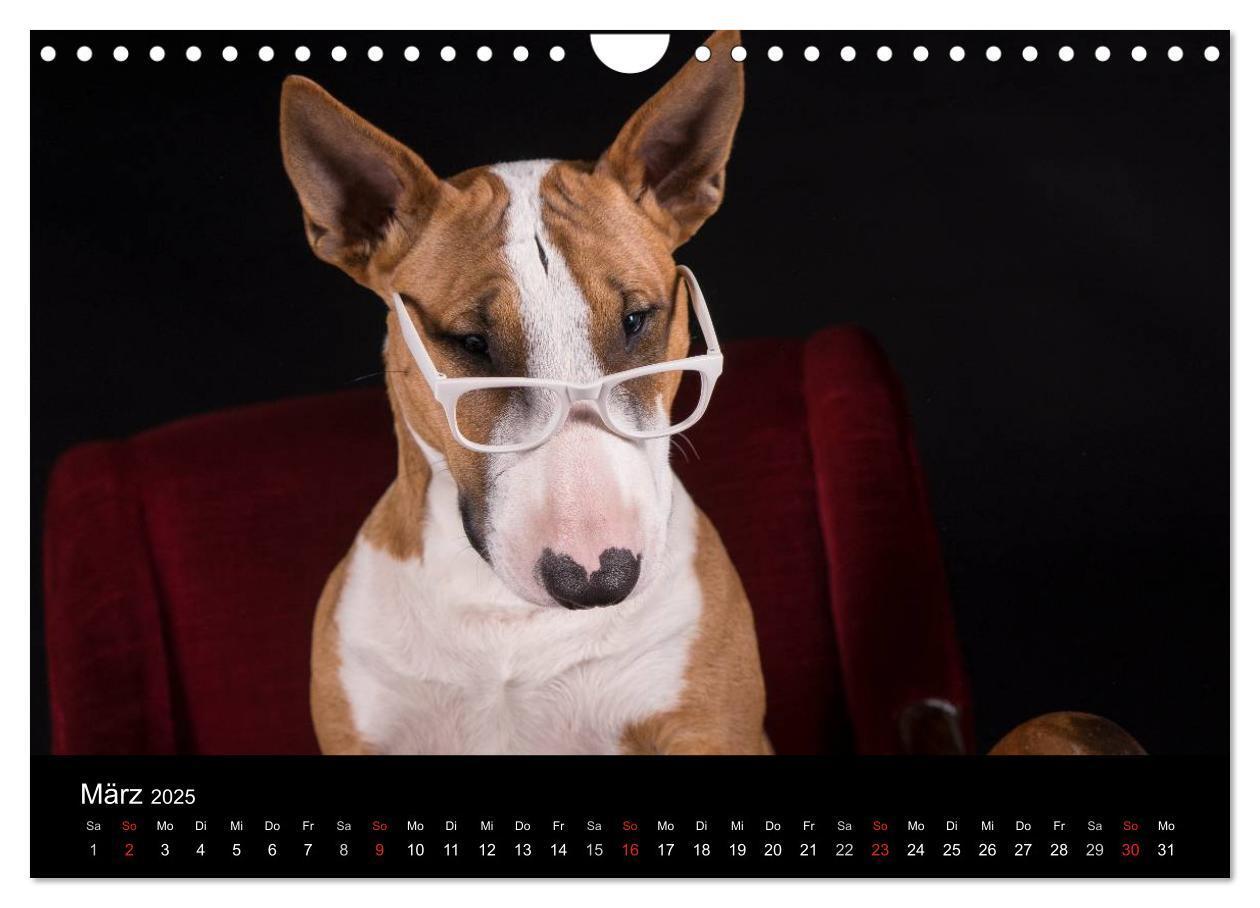 Bild: 9783435566716 | Bullterrier (Wandkalender 2025 DIN A4 quer), CALVENDO Monatskalender