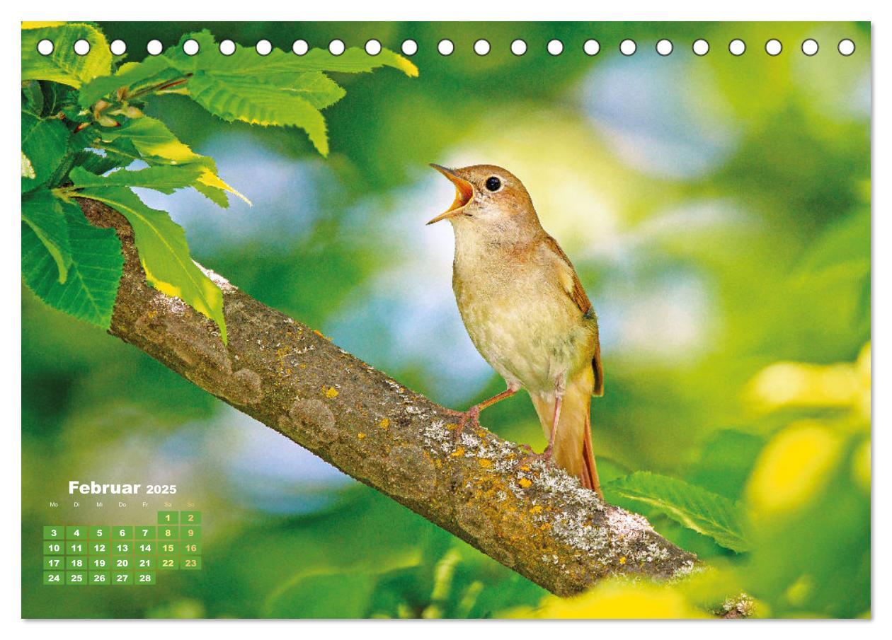 Bild: 9783383875182 | Amsel, Fink und Star: Heimische Vögel (Tischkalender 2025 DIN A5...