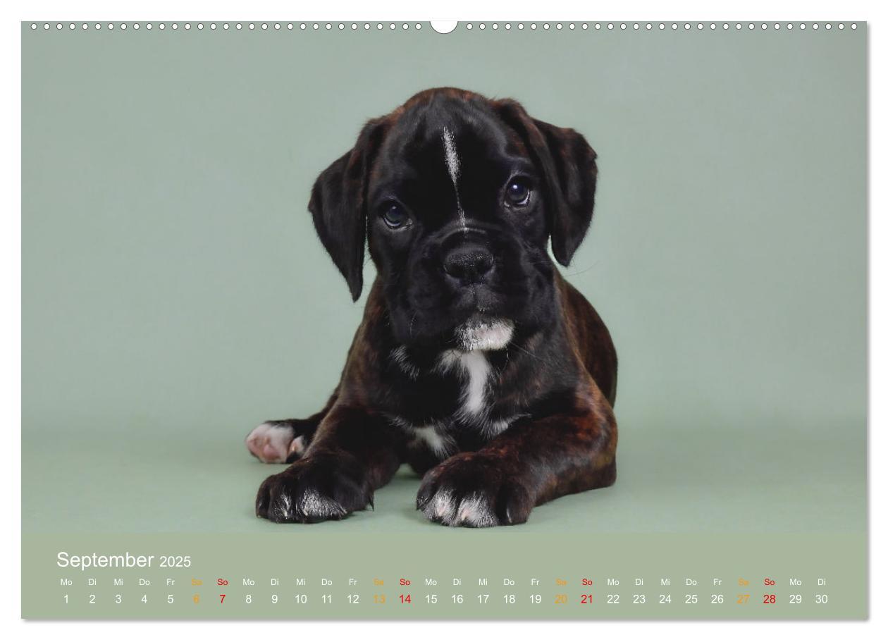 Bild: 9783457226179 | Boxer Welpen einfach zuckersüß (Wandkalender 2025 DIN A2 quer),...