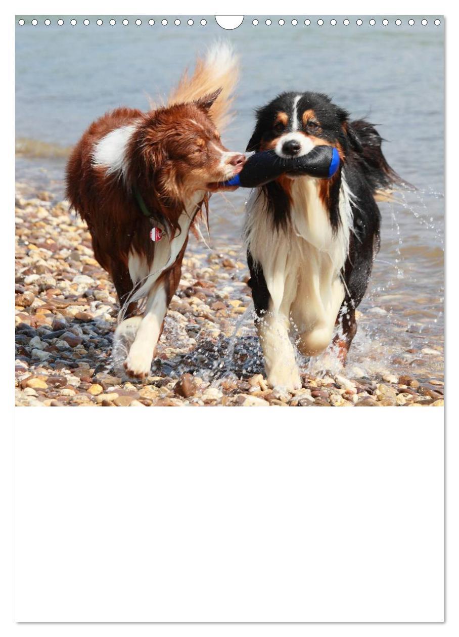 Bild: 9783457080207 | Australian Shepherd (Wandkalender 2025 DIN A3 hoch), CALVENDO...