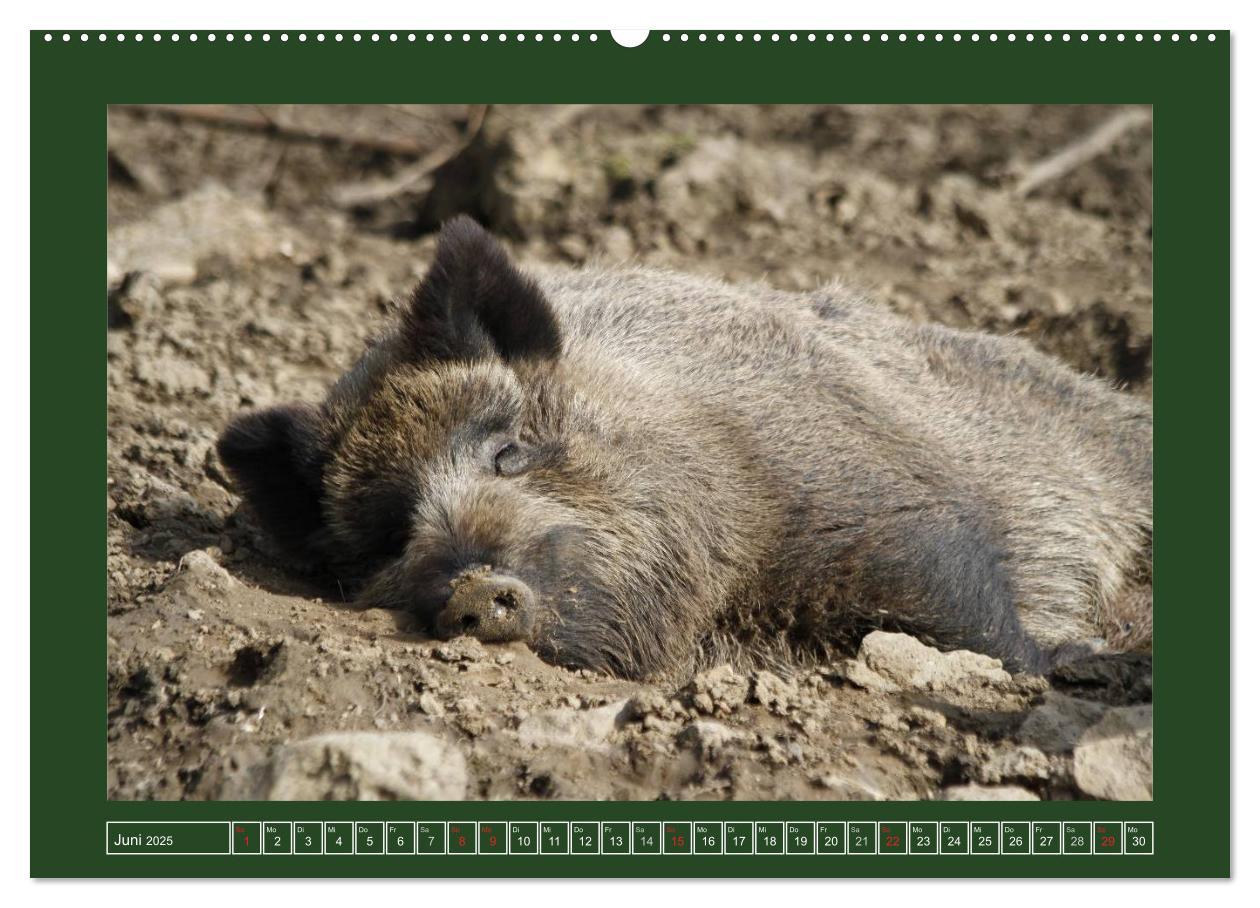 Bild: 9783435776948 | Schweinkram - Die Wildschweine sind los (Wandkalender 2025 DIN A2...