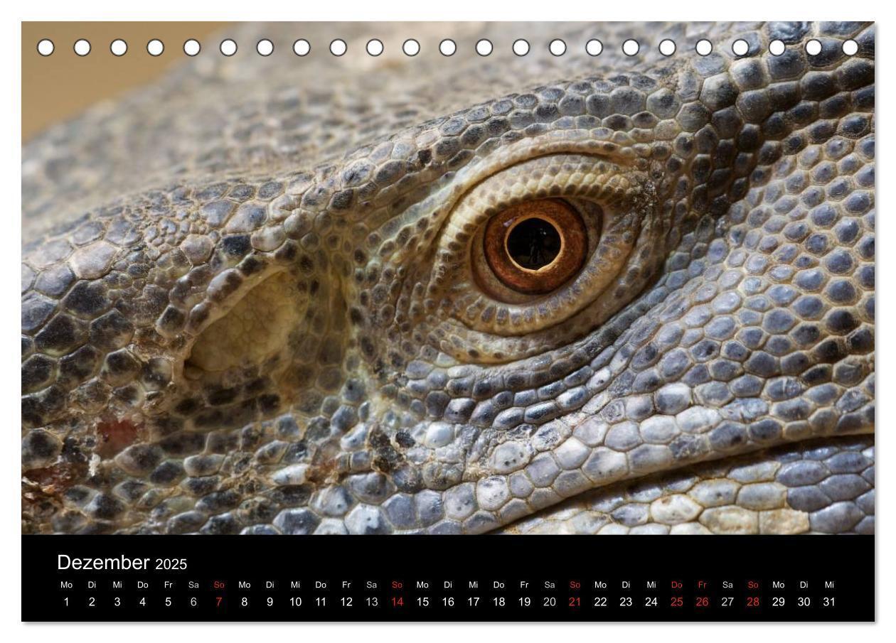 Bild: 9783435826315 | Reptilien &amp; Co. (Tischkalender 2025 DIN A5 quer), CALVENDO...