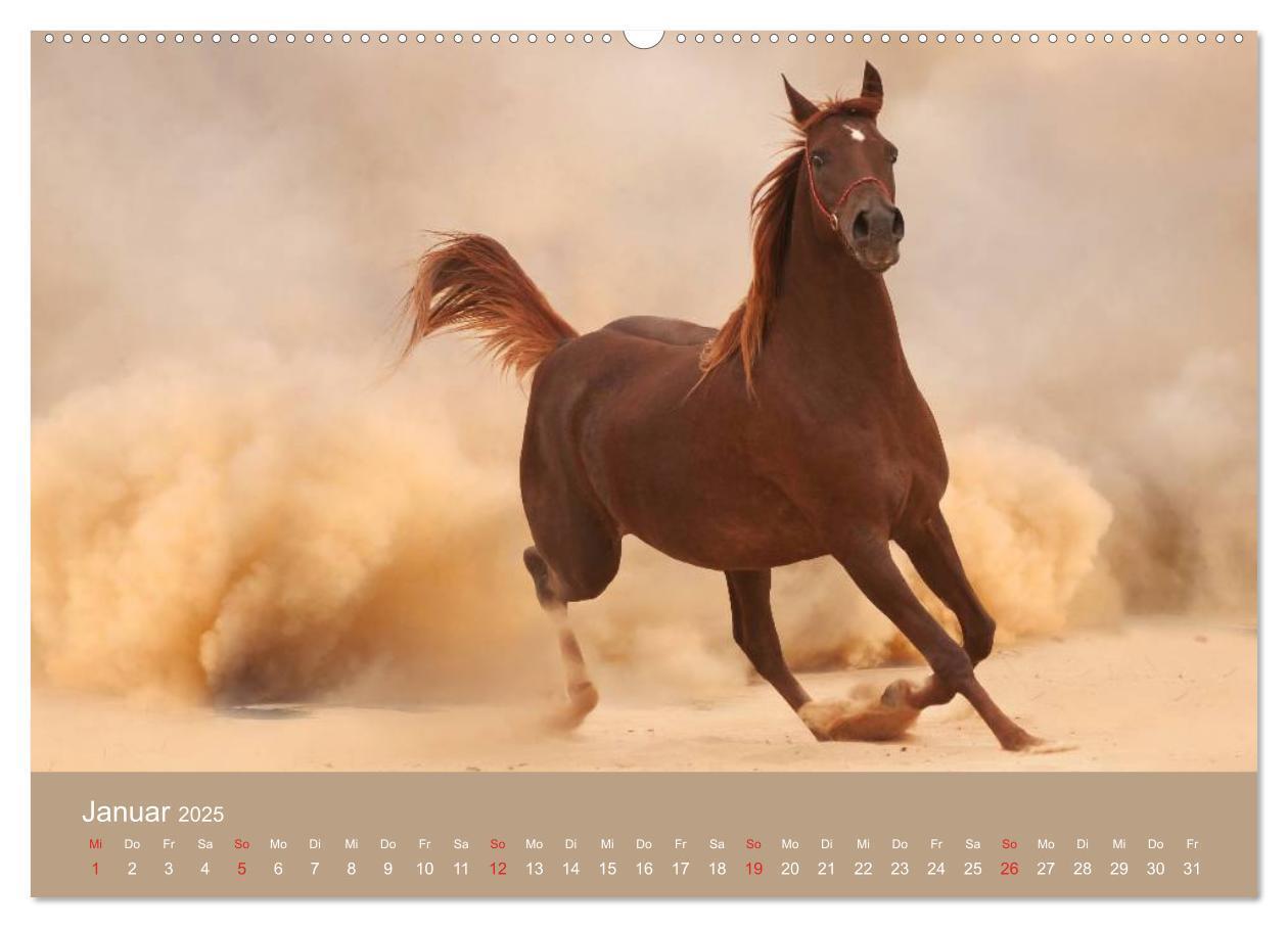 Bild: 9783435677948 | Pferde ¿ Araber im Wüstensand (hochwertiger Premium Wandkalender...