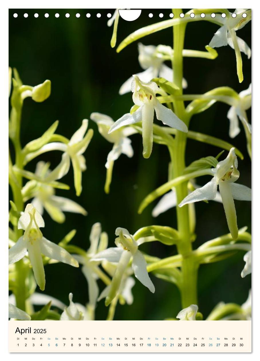 Bild: 9783457086605 | Einheimische Orchideen (Wandkalender 2025 DIN A4 hoch), CALVENDO...