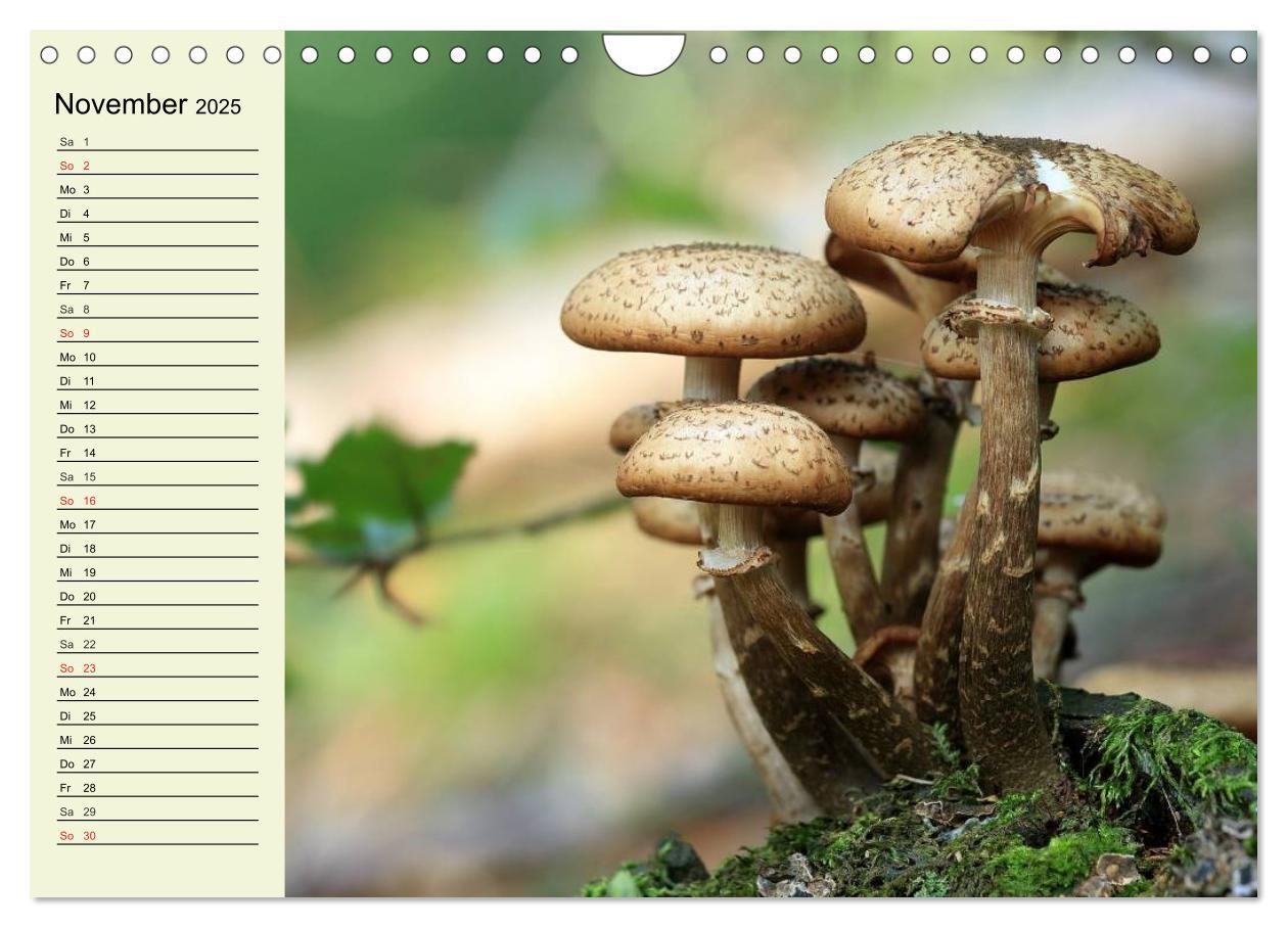 Bild: 9783435505586 | Pilze und Pilzgerichte (Wandkalender 2025 DIN A4 quer), CALVENDO...