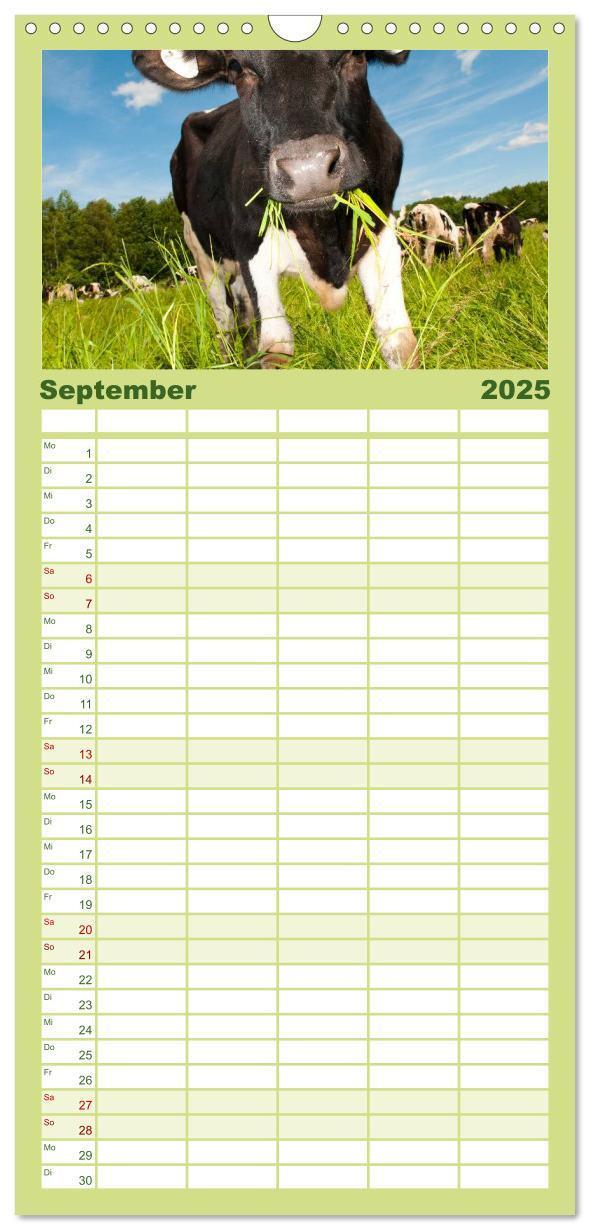 Bild: 9783457126547 | Familienplaner 2025 - Kühe mit 5 Spalten (Wandkalender, 21 x 45 cm)...