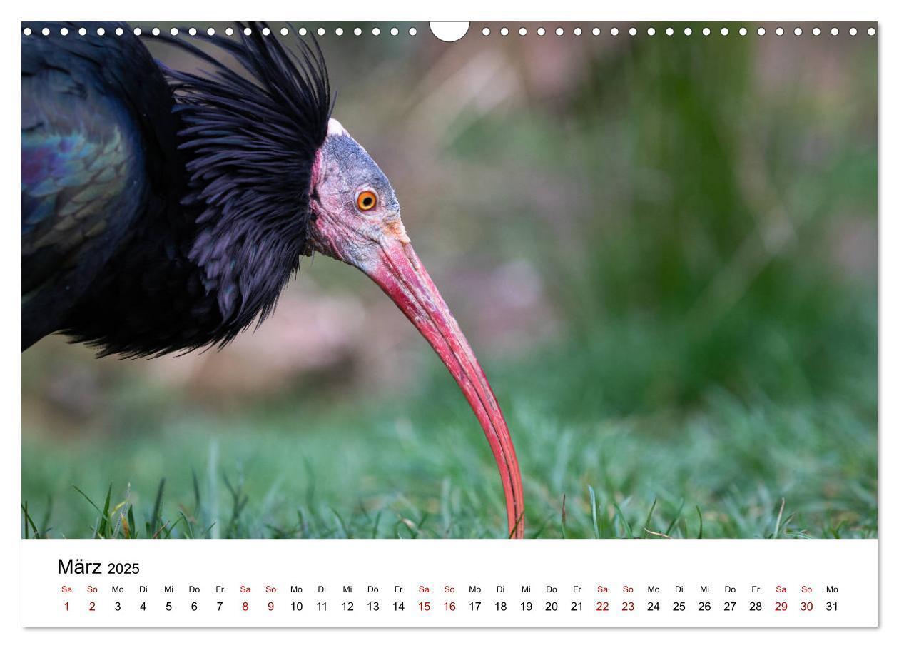 Bild: 9783435136421 | Der Waldrapp - Ein skurriler Vogel (Wandkalender 2025 DIN A3 quer),...