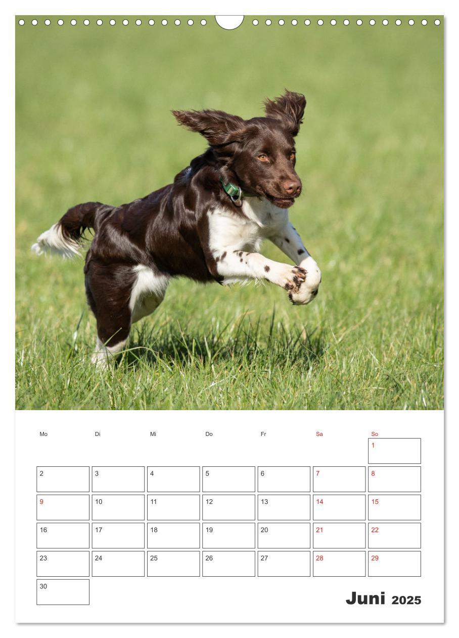 Bild: 9783457163399 | Geboren um zu Jagen. Der kleine Münsterländer (Wandkalender 2025...