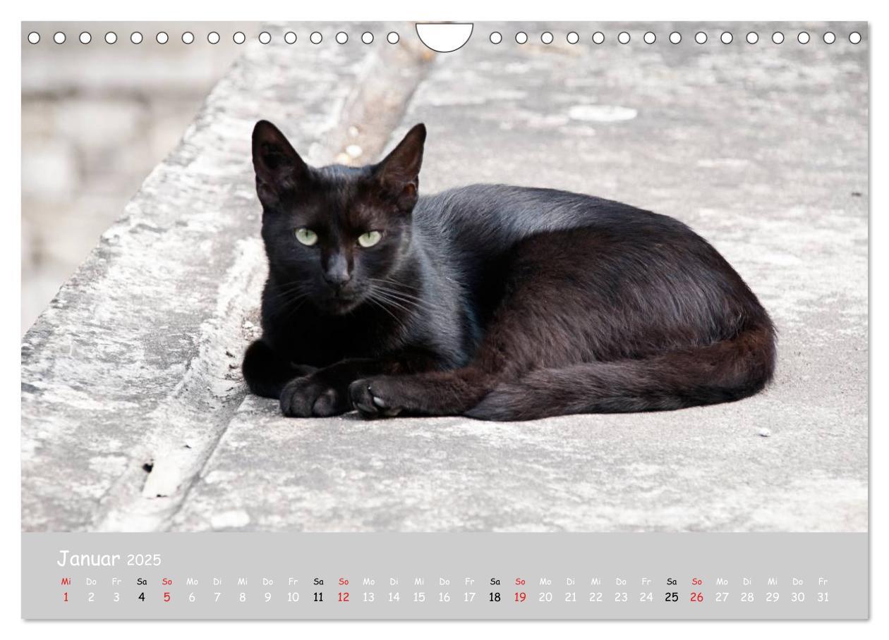 Bild: 9783435787975 | Katzen des Südens (Wandkalender 2025 DIN A4 quer), CALVENDO...