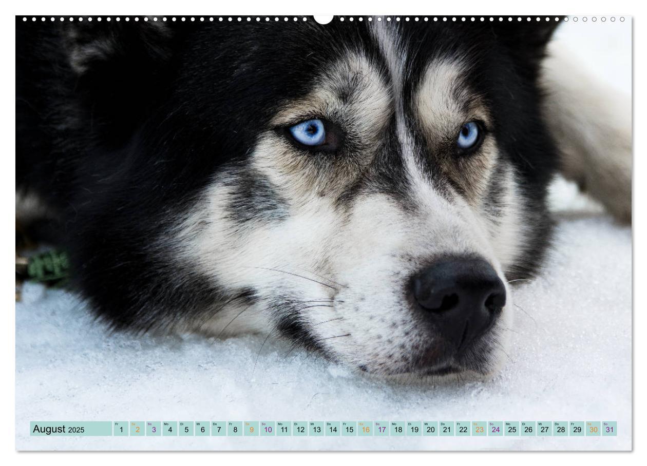 Bild: 9783435143856 | Huskies - Tolle Gefährten (Wandkalender 2025 DIN A2 quer), CALVENDO...