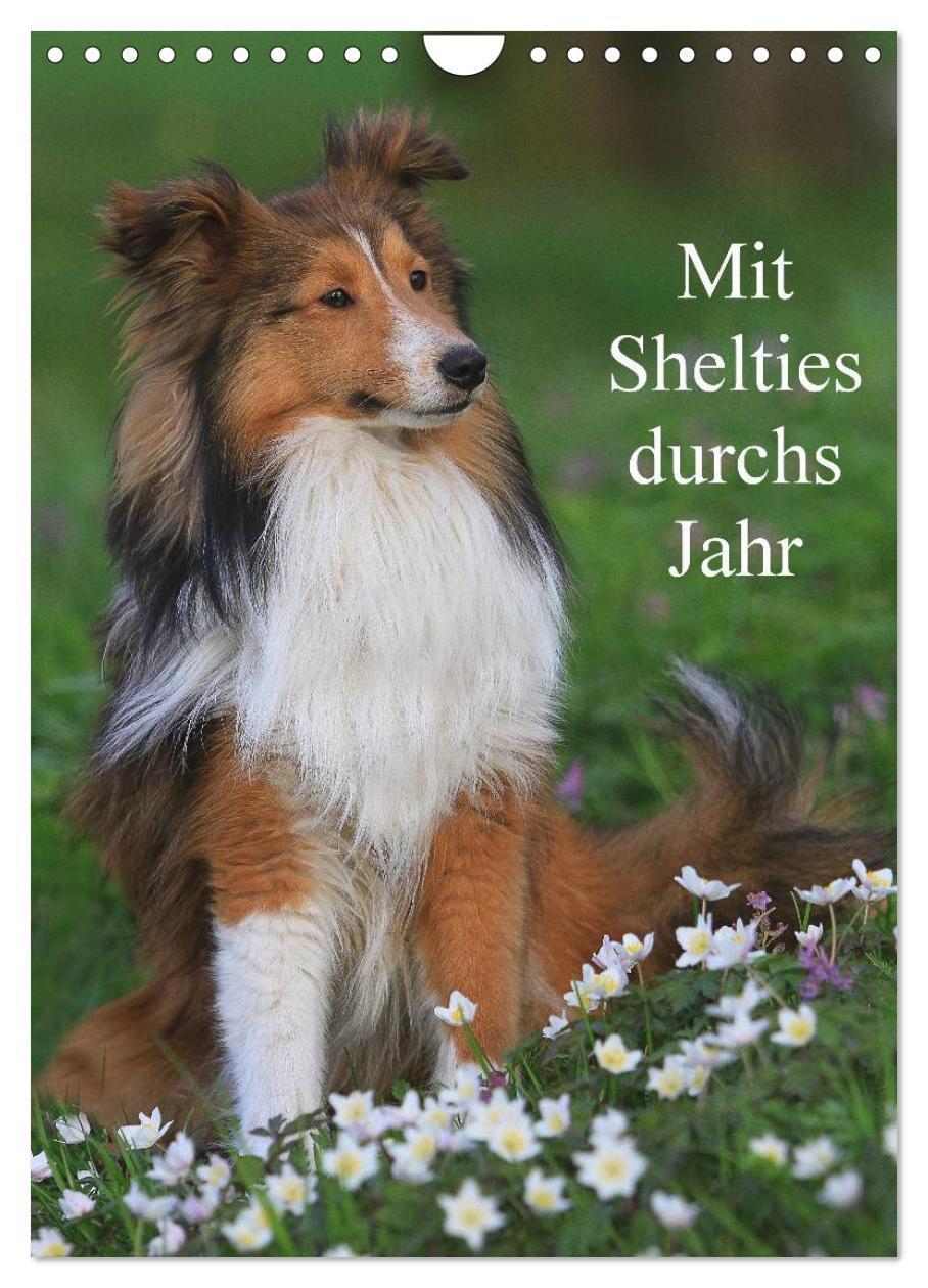 Cover: 9783457041130 | Mit Shelties durchs Jahr (Wandkalender 2025 DIN A4 hoch), CALVENDO...