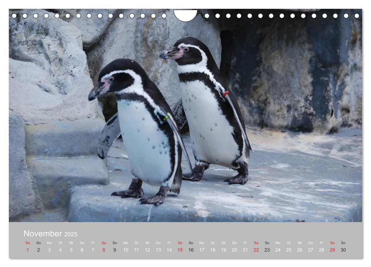 Bild: 9783435790371 | Pinguine 2025 (Wandkalender 2025 DIN A4 quer), CALVENDO Monatskalender