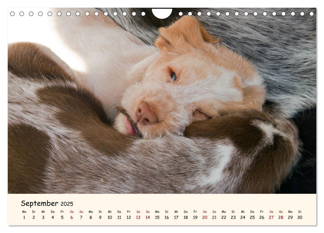 Bild: 9783435054275 | Spinone Italiano Welpen - Kleine Clowns (Wandkalender 2025 DIN A4...