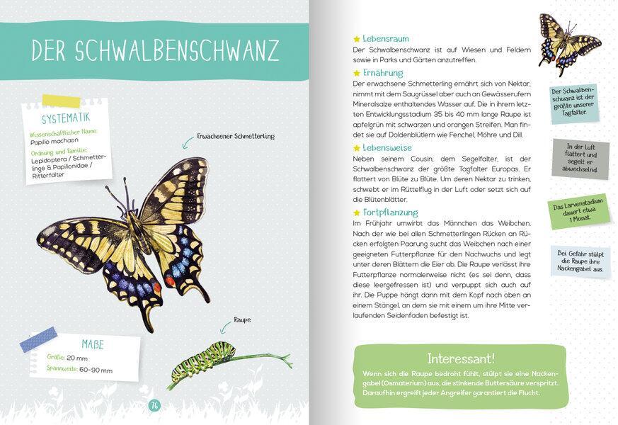 Bild: 9783741524660 | Mein Naturführer - Insekten | Entdecken · bestimmen · schützen | Buch