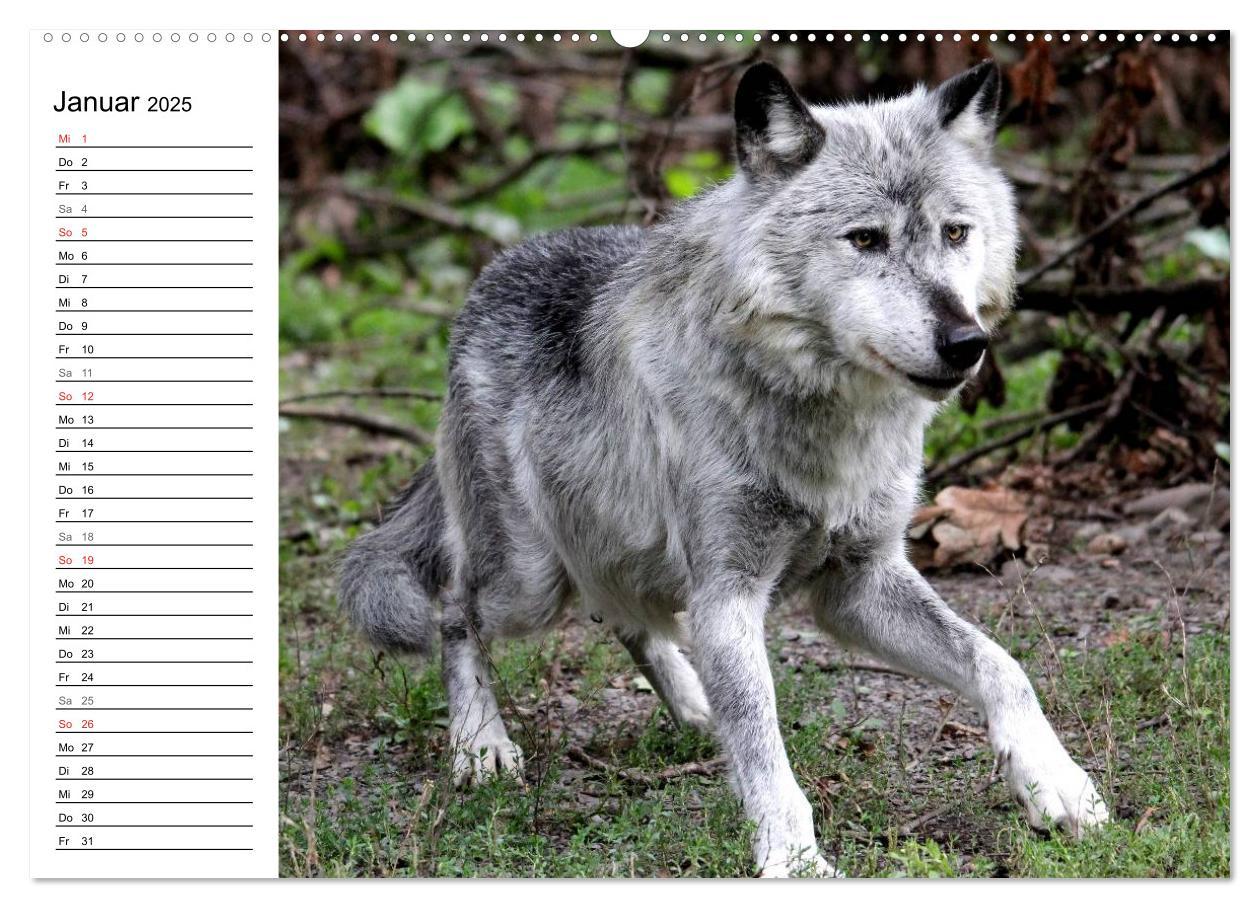 Bild: 9783435471409 | Im Rudel Zuhause - Der Wolf (hochwertiger Premium Wandkalender 2025...