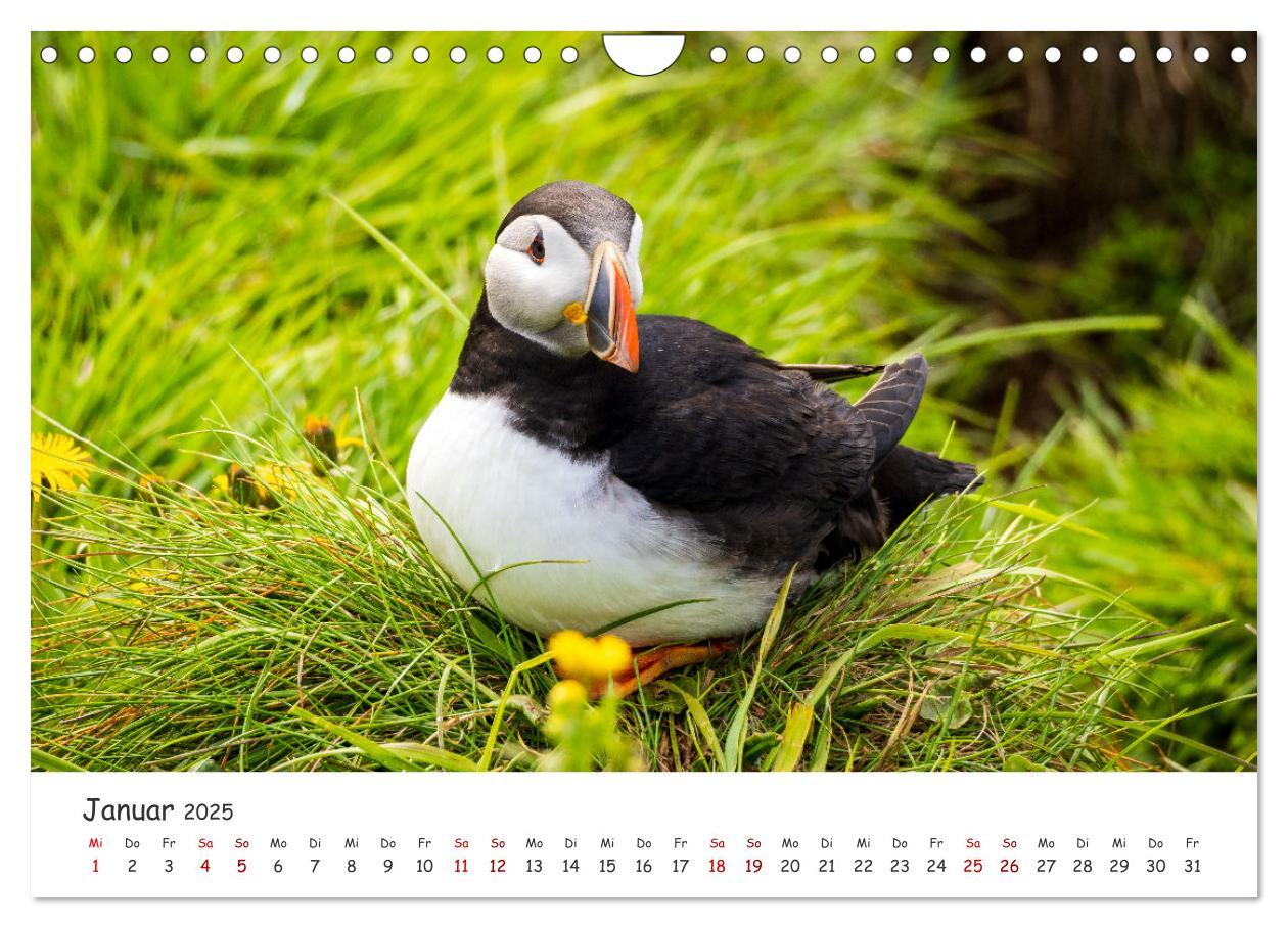 Bild: 9783383938412 | Die Welt der Papageientaucher - Islands Wildvögel (Wandkalender...