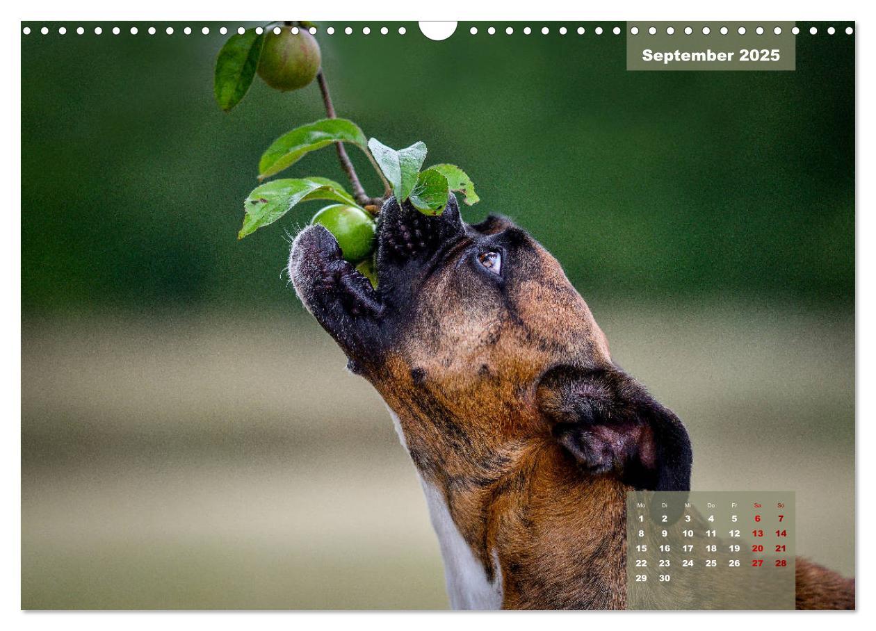 Bild: 9783435110667 | Boxer Frech und fröhlich durch das Jahr (Wandkalender 2025 DIN A3...