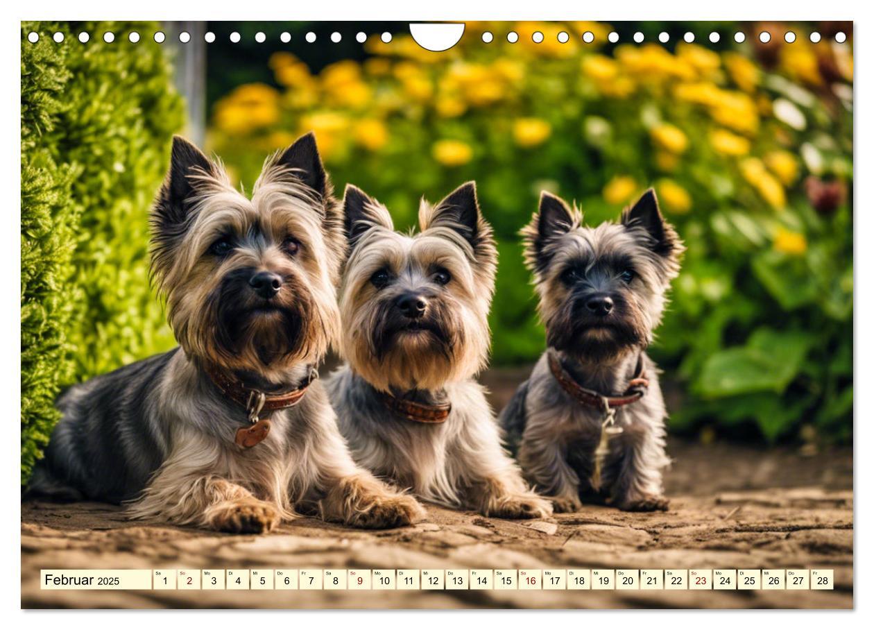 Bild: 9783435408429 | Cairn Terrier - lustiges Raubein aus Schottland (Wandkalender 2025...