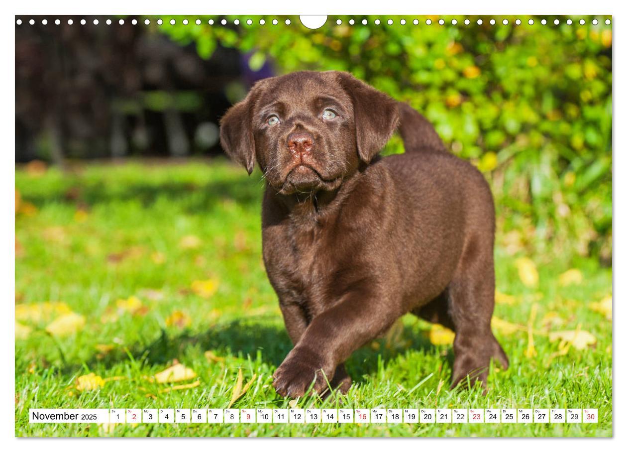 Bild: 9783435211258 | Labrador Retriever Welpen - Kleine Weltentdecker (Wandkalender 2025...